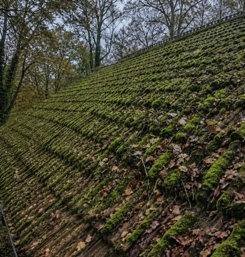 Before: Full moss removal in Surrey, roof covered in moss