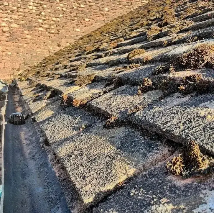 Thick moss built up along the edge of a roof and into the gutter
